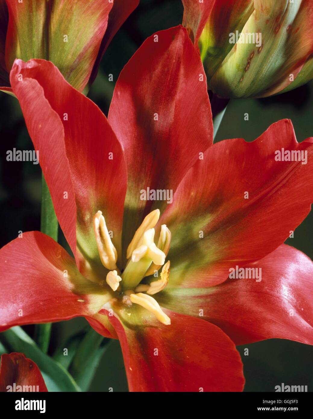 Tulipa - `Pimpernel' - (Viridiflora)   BUL074628 Stock Photo